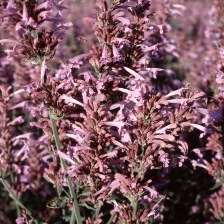 Agastache cana 'Heather Queen' main product photo