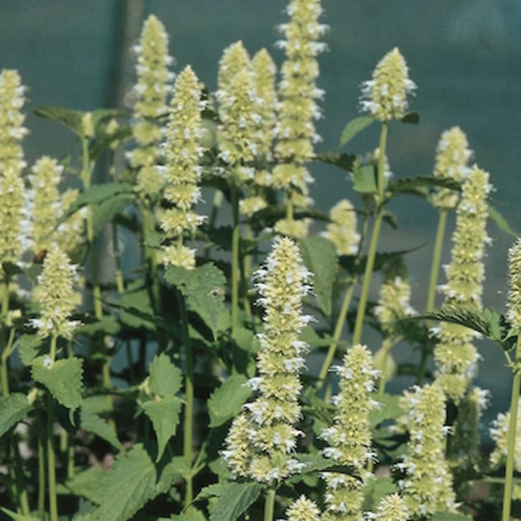 Agastache rugosa 'Liquorice White' - Korean Mint main product photo