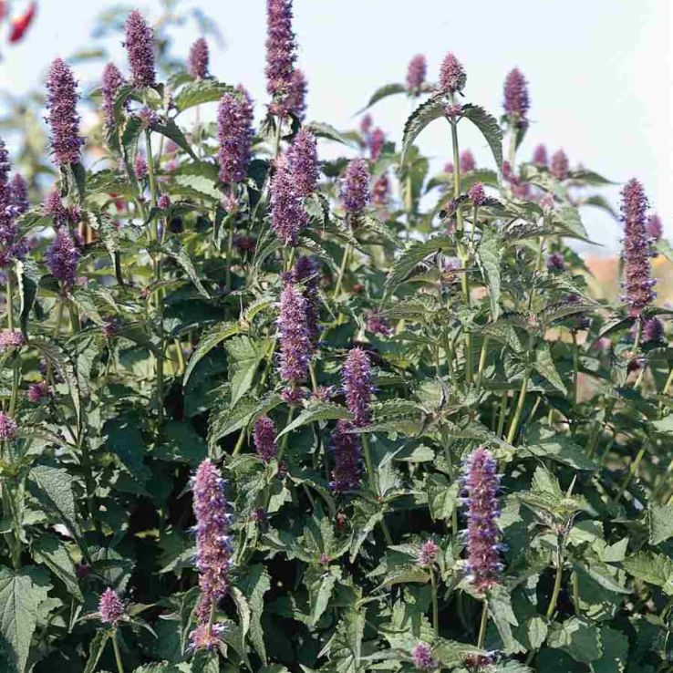 Agastache rugosa 'Liquorice Blue' - Korean Mint main product photo