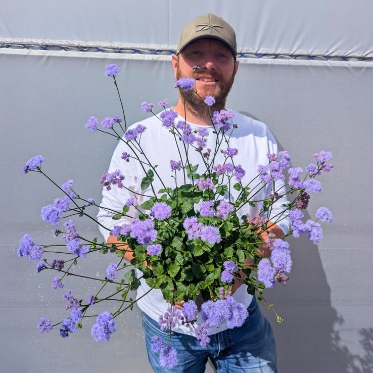 Ageratum 'Monarchs Magic' - In Bud & Bloom main product photo