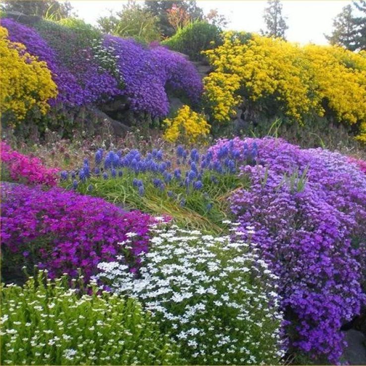 Alpine Plant Collection - Pack of EIGHT Alpine Rockery Plants main product photo