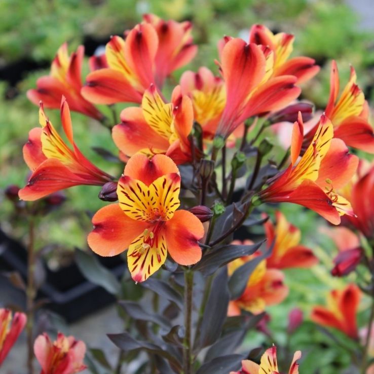 Alstroemeria Indian Summer - Hardy Peruvian Lily - In Bud & Bloom main product photo