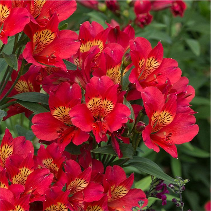 Alstroemeria Summer Pepper - Hardy Peruvian Lily - In Bud & Bloom main product photo