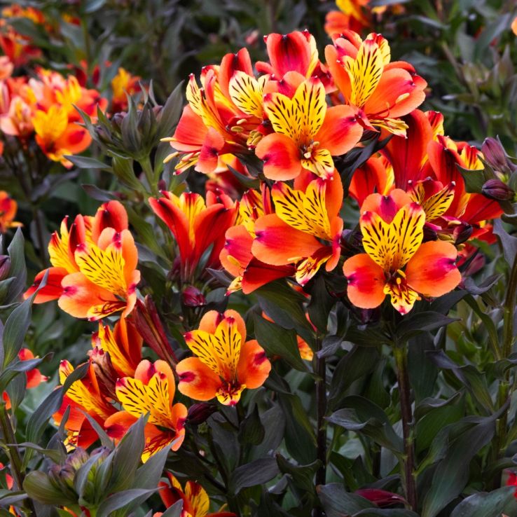 Alstroemeria Indian Summer - XL Hardy Peruvian Lily - In Bud & Bloom main product photo