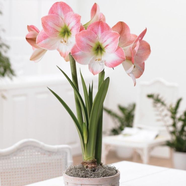 Amaryllis - APPLE BLOSSOM - Hippeastrum Bulb