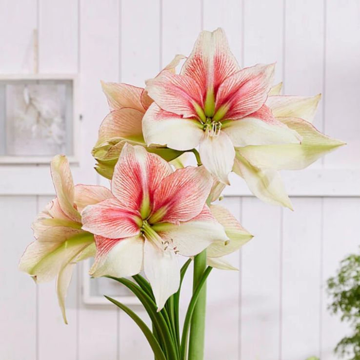 Amaryllis - Grandise Fantasy - Hippeastrum Bulb main product photo