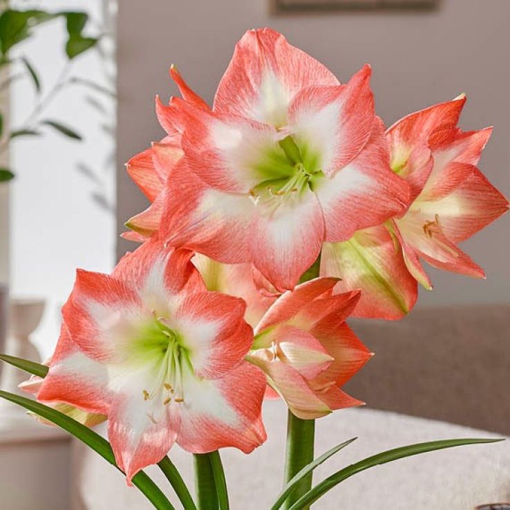 Amaryllis - Shine Dream- Hippeastrum Bulb main product photo