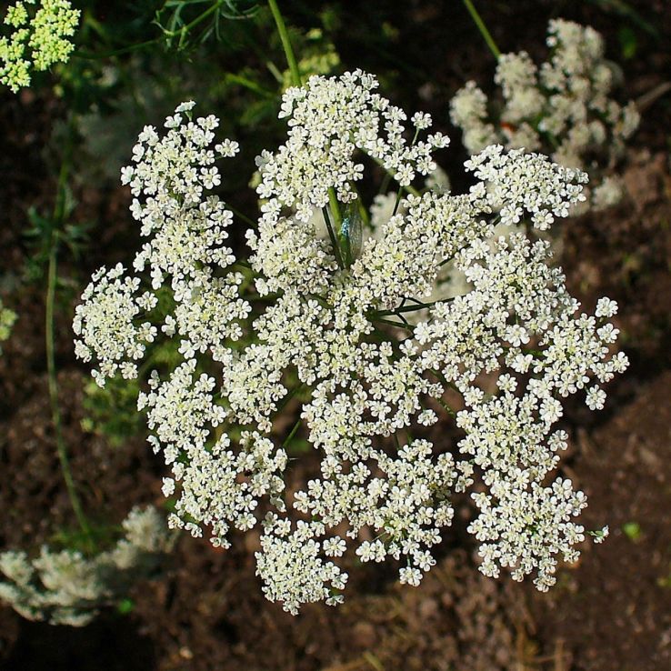 Ammi Majus - Bishop's Flower main product photo