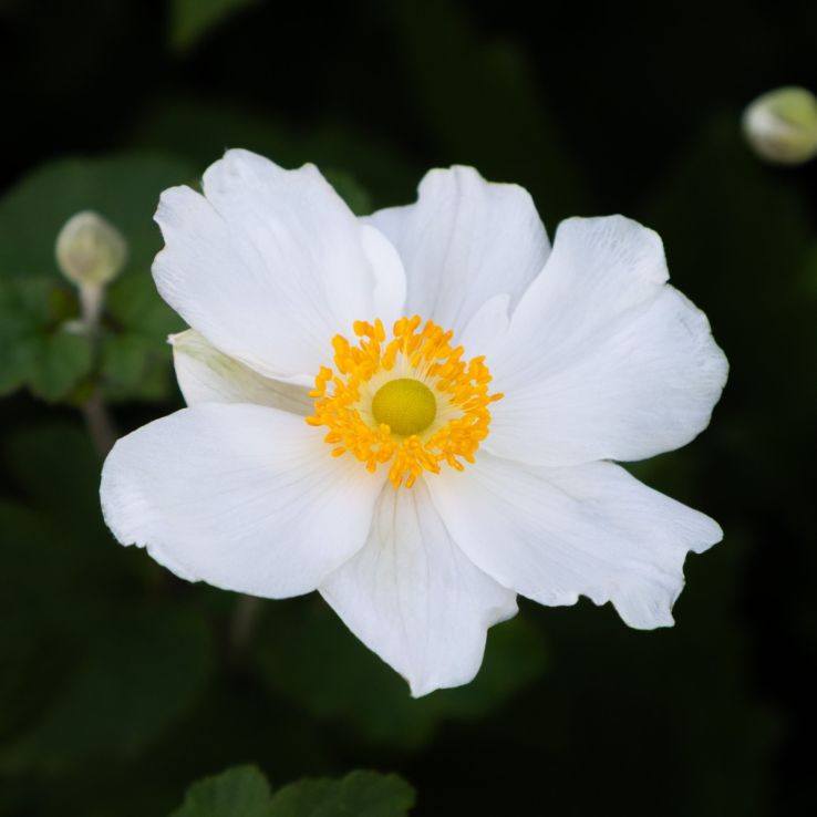 Anemone hupehensis 'Alando White' - Windflower main product photo