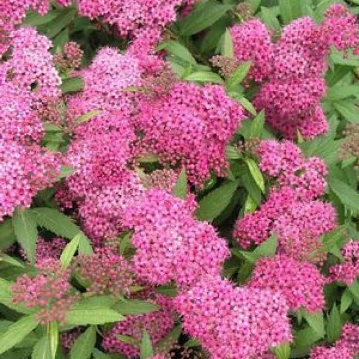 Spiraea japonica Anthony Waterer main product photo