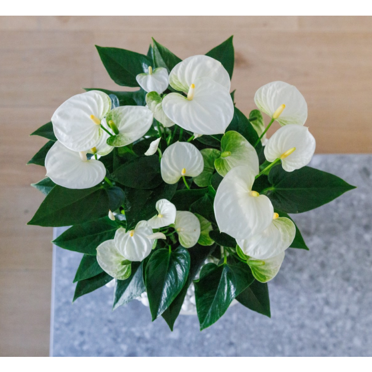 ph wert olivenbaum Olivenbaum Erde 5 L