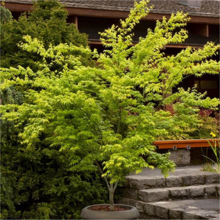 Acer palmatum Aoyagi - Japanese Maple - LARGE main product photo