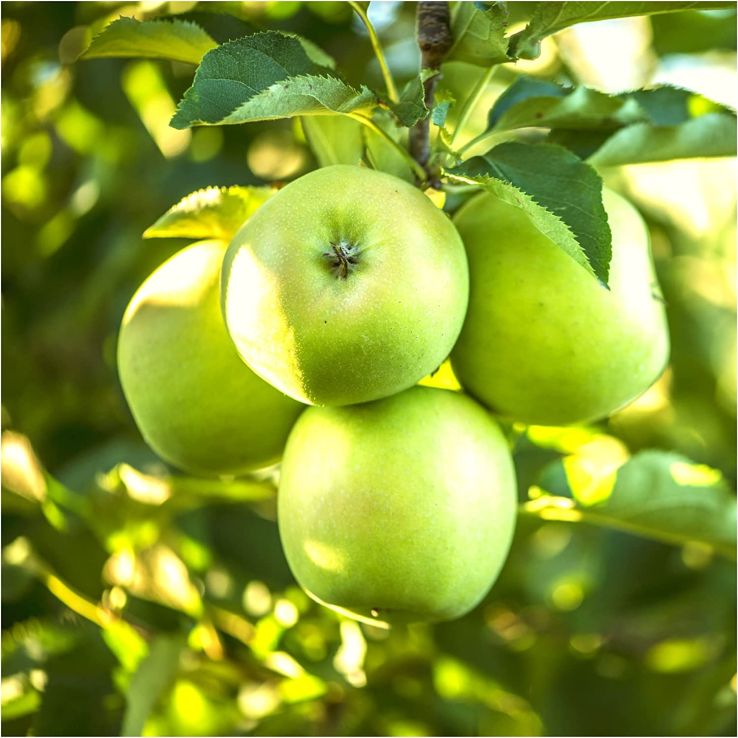 Malus Granny Smith - Apple Tree main product photo