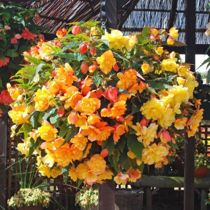 Begonia Illumination Apricot Shades main product photo