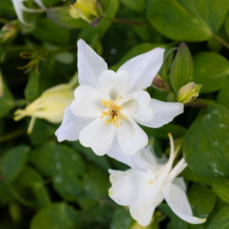 Aquilegia Swan Series Mixed - FIVE Plants - Columbine - Grannys Bonnet