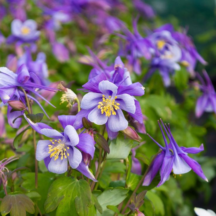 Aquilegia Swan Series Mixed - FIVE Plants - Columbine - Grannys Bonnet