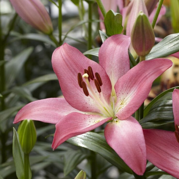 Lilium Arbatax - Pack of FIVE Lily Bulbs main product photo