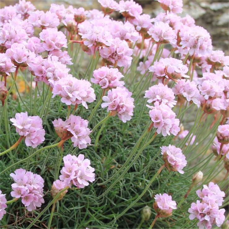 Armeria maritima 'Armada Pink' - In Bud & Bloom main product photo