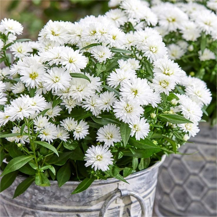 Aster novi-belgii Showmakers ‘Arctic White’ – Michaelmas Daisy - Pack of FOUR Plants - In Bud & Bloom main product photo