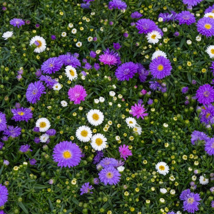 Aster Duo - Blue and White Michaelmas Daisy - In Bud & Bloom main product photo