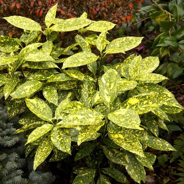 Aucuba japonica Crotonifolia - Evergreen Japanese Variegated spotted Laurel main product photo
