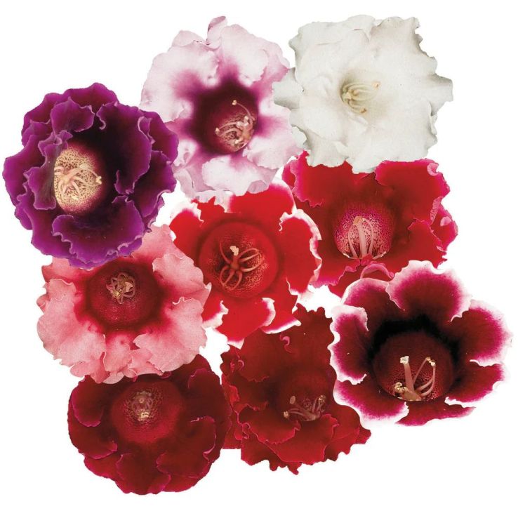 Gloxinia Plant - Sinningia Avanti Mix main product photo