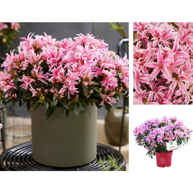 Azalea japonica 'Pink Spider' - Evergreen Azalea