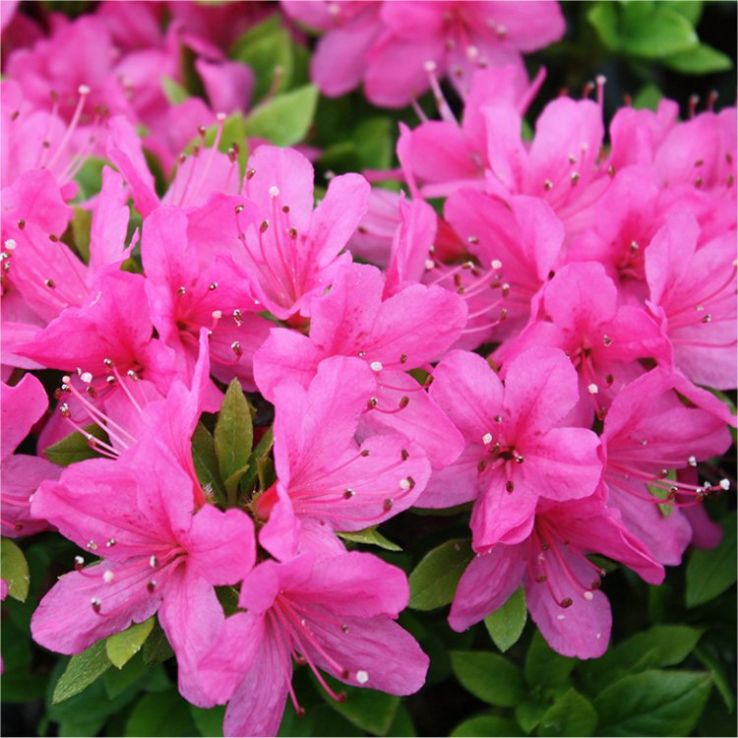 Azalea japonica Anouk - Pink Azalea main product photo