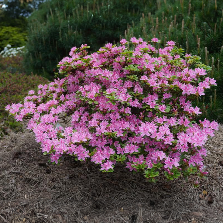 terre pour rhododendron Engrais minéral pour hortensias et plantes de terre de bruyère main image 0