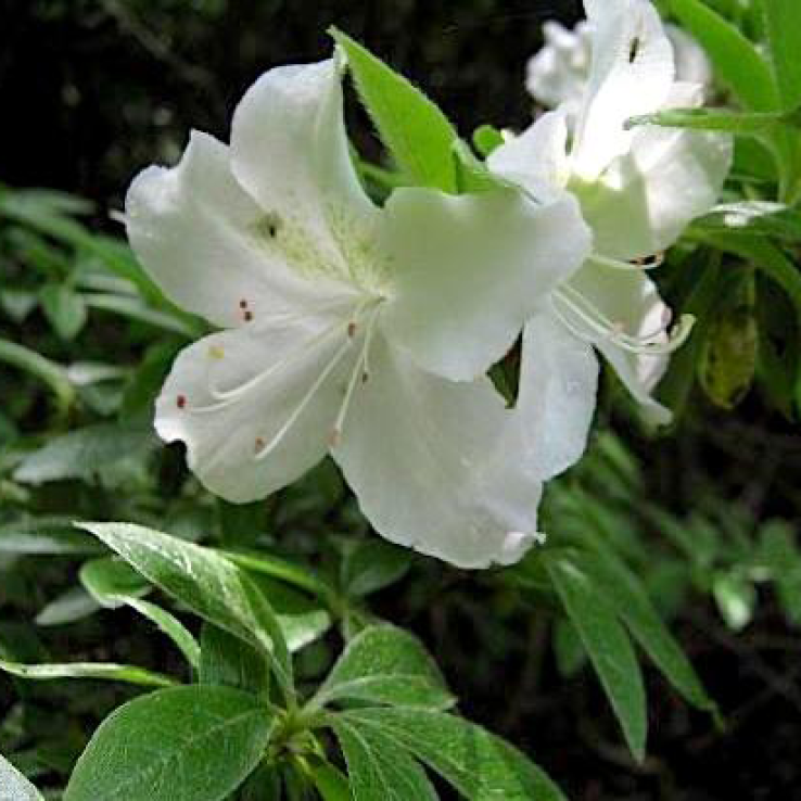 Azalea Japonica Palestrina - Dwarf Japanese Rhododendron-Evergreen