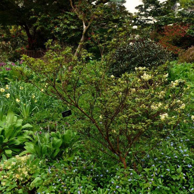 Azalea Japonica Palestrina - Dwarf Japanese Rhododendron-Evergreen