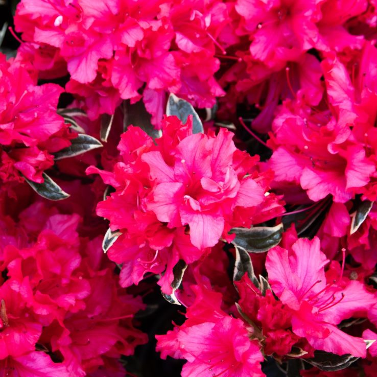 großer weihnachtsstern pflanze Große Weihnachtssternblume (Poinsettia) kaufen main image 0