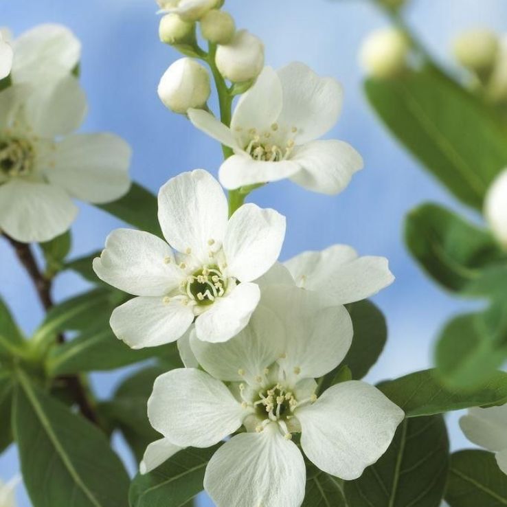 Exochorda racemosa Blushing Pearl - Large Specimen circa 180cm tall main product photo