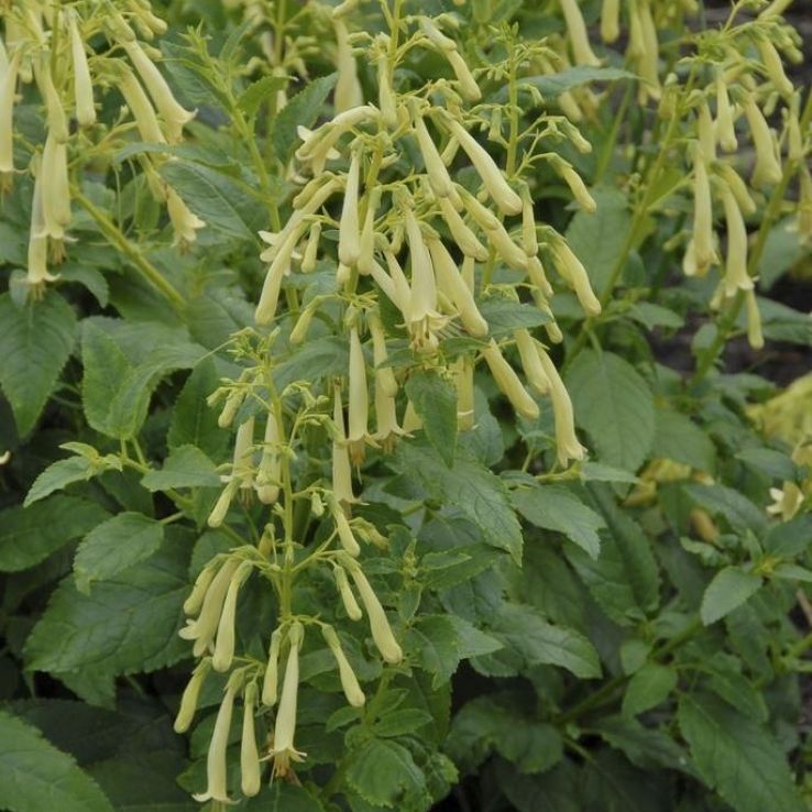 Phygelius Moonraker - Yellow Flowering Cape Fuchsia main product photo