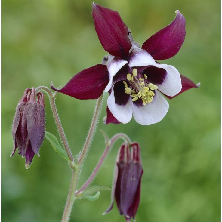 Aquilegia vulgaris William Guinness - Granny's Bonnet, Columbine main product photo