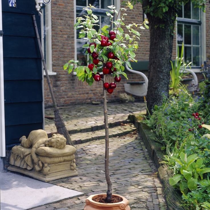 Cherry Tree - Summer Sun main product photo