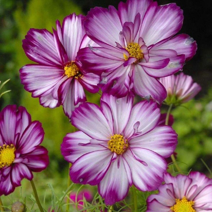 Cosmos bipinnatus Fizzy Rose Picotee main product photo