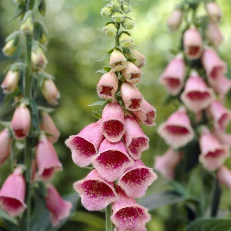 Digitalis x mertonensis - Crushed Strawberries - Foxgloves main product photo