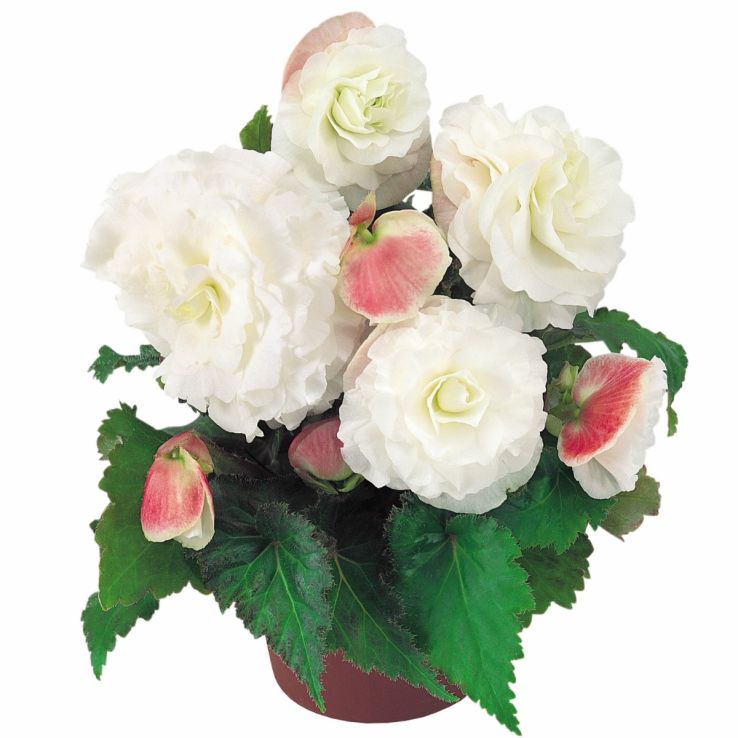 Begonia Non Stop Appleblossom main product photo