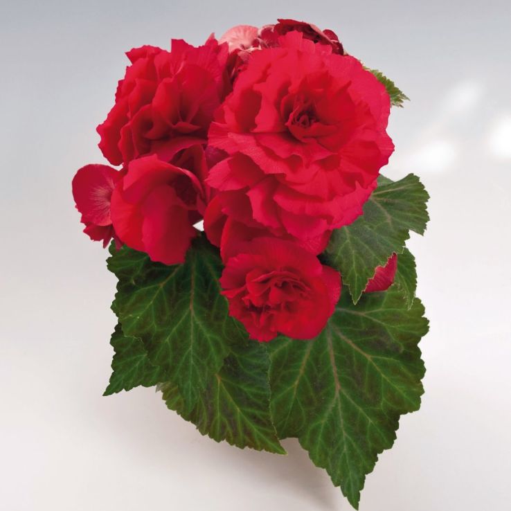 Begonia Non Stop Deep Rose main product photo