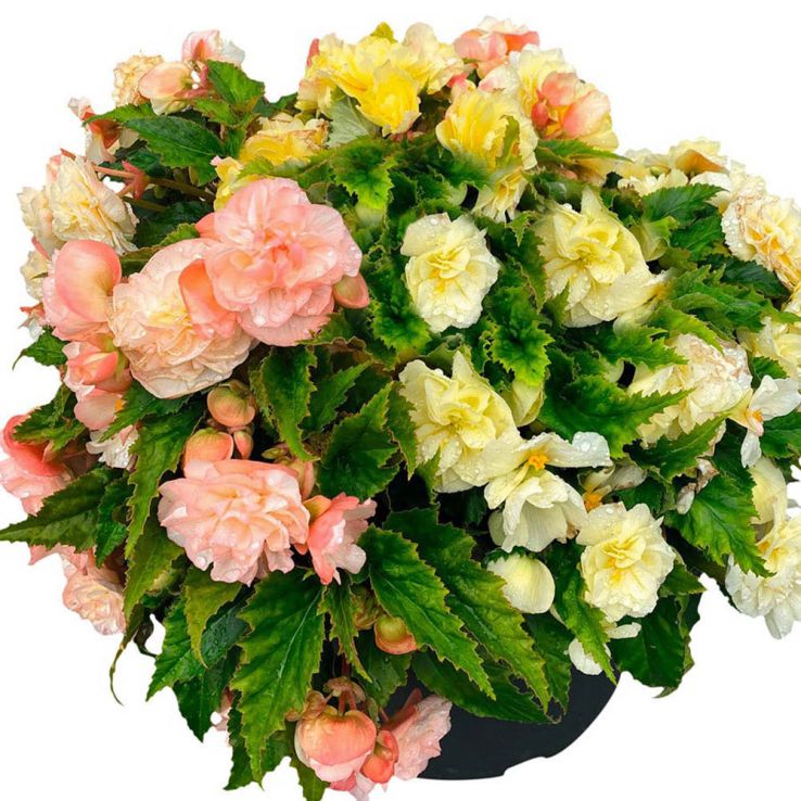 Begonia Non Stop Joy Peaches & Dreams main product photo