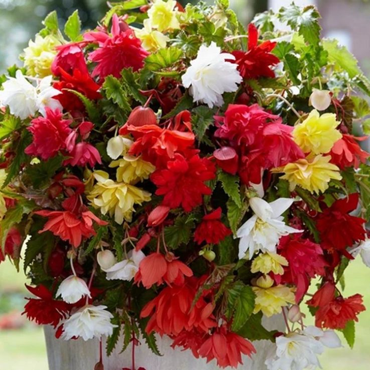Begonia Pendula Mixed - Pack of TEN main product photo