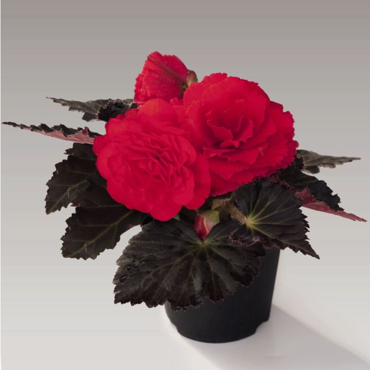Begonia Non Stop Mocca Cherry main product photo