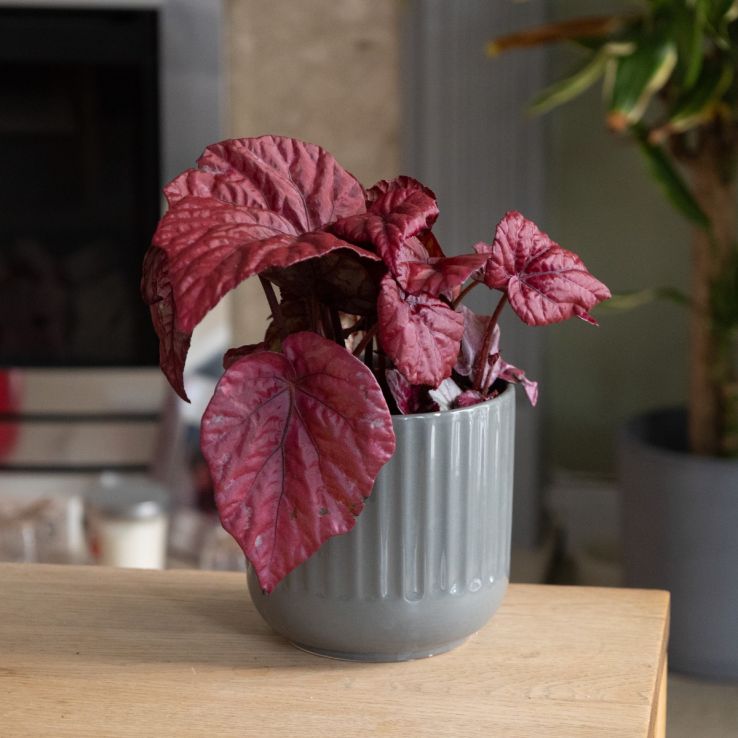 Begonia Beleaf 'Asian Tundra' main product photo