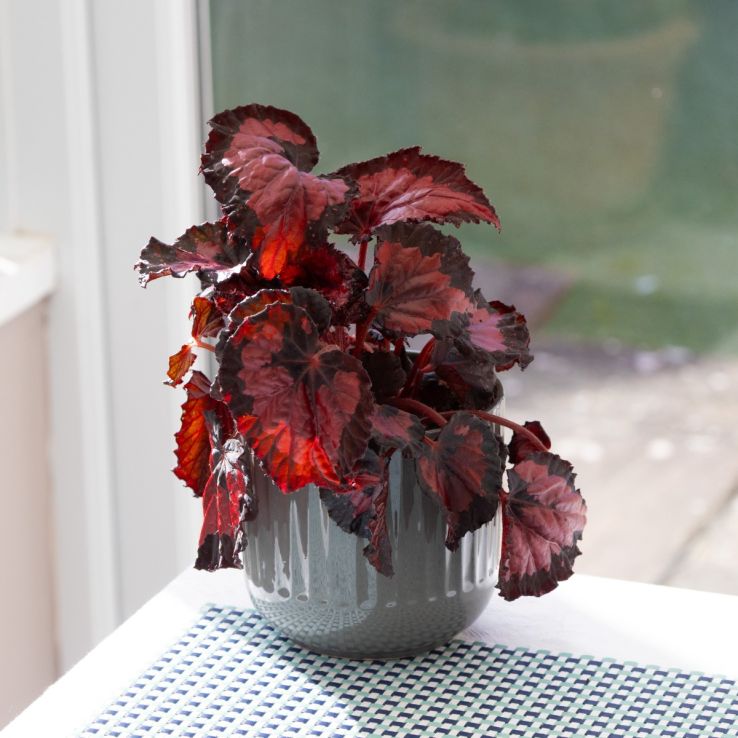 Begonia Beleaf 'Yukon Frost' main product photo