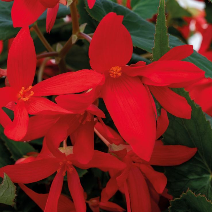 Begonia Groovy Red main product photo