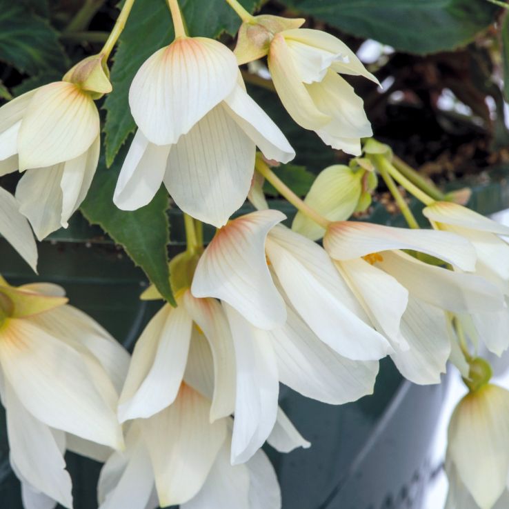 Begonia Groovy White main product photo