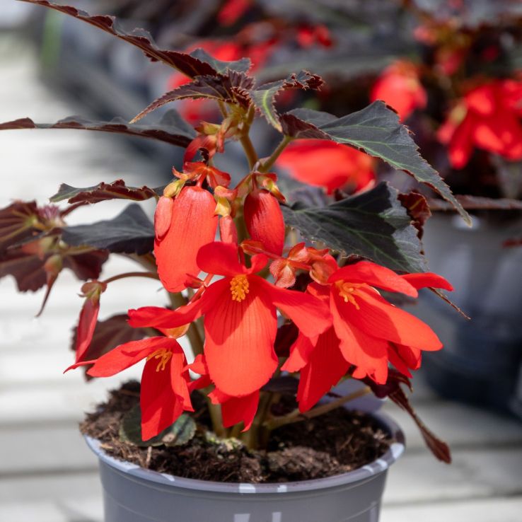 Begonia Bossa Nova Night Fever Rosso - In Bud & Bloom main product photo