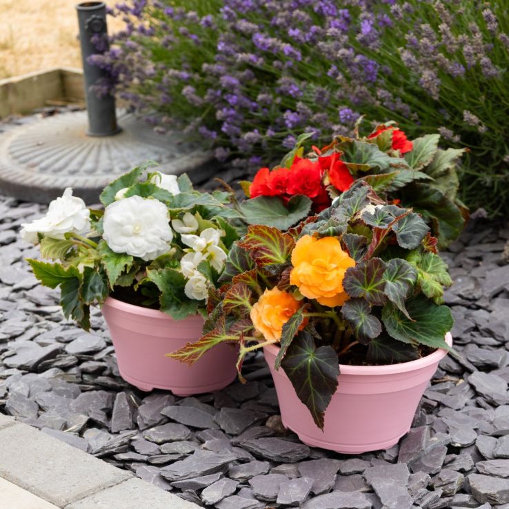 Begonia Bossa Nova Mixture - In Bud & Bloom main product photo