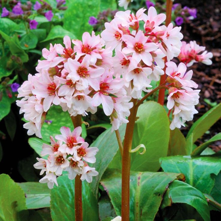 Bergenia cordifolia Jelle main product photo